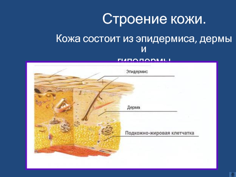 Рассмотрите рисунок 90 найдите эпидермис дерма и гиподерма