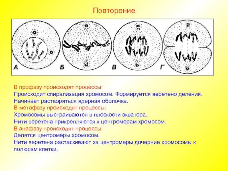 Деспирализация хромосом рисунок