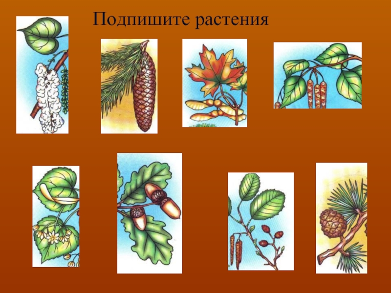 Подпиши растения. Растения подписанные. Растения с подписями. Как красиво подписать растения.