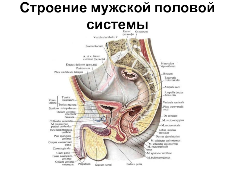 Женские органы малого таза строение в картинках