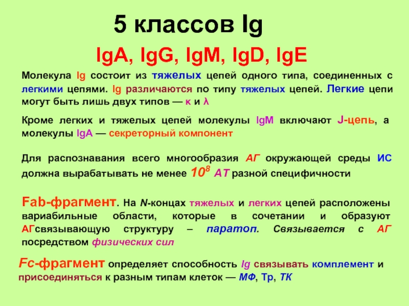 Иго расшифровка. Антитела IGM IGG iga. Иммуноглобулины iga, IGM, IGG расшифровка. Пять классов иммуноглобулинов IGM, IGG, iga, IGD И IGE. Разница между ig m iga ig g IGE.