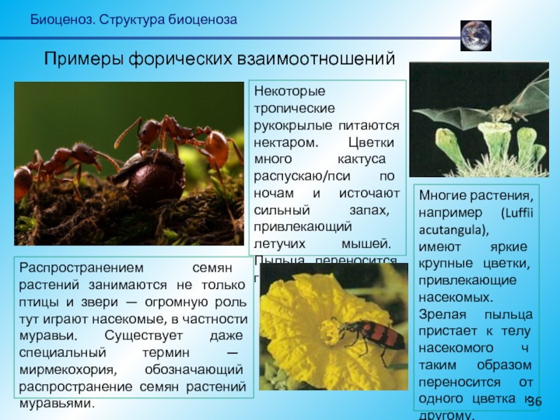 Курсовая работа по теме Разноообразие взаимоотношений между муравьями и растениями