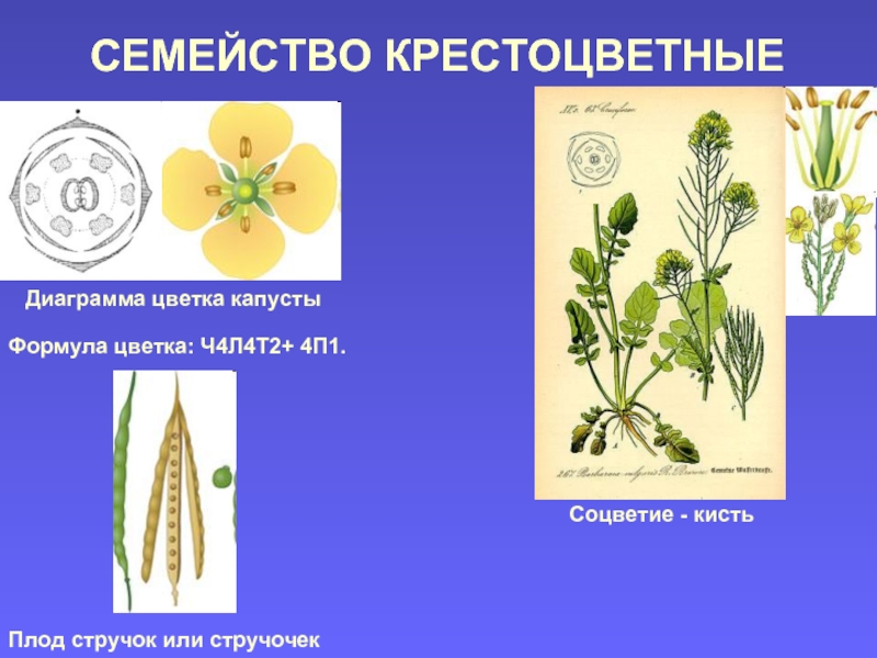 Крестоцветные формула и диаграмма