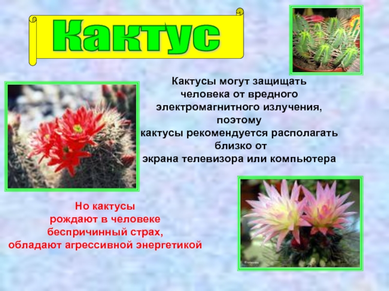 Рассказ про кактус 2 класс. Описание кактуса. Проект про Кактус. Сообщение о кактусе. Сообщение о домашнем кактусе.