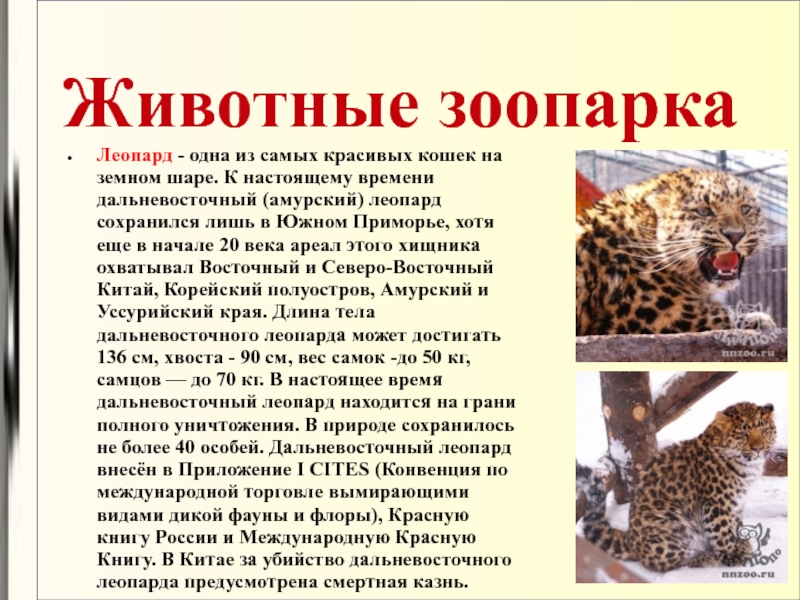 Рассказ о обитателей зоосада. Сообщение о леопарде. Леопард описание. Зоопарк презентация. Сообщение про леопардов.