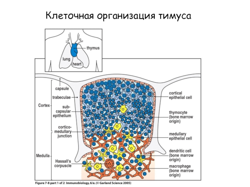 Рисунок тимуса иммунология