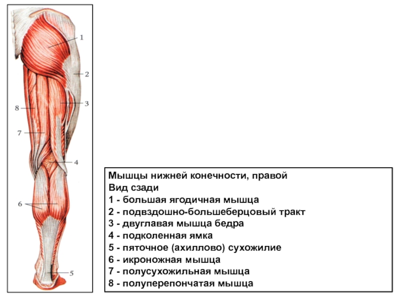 Мышцы нижних конечностей схема