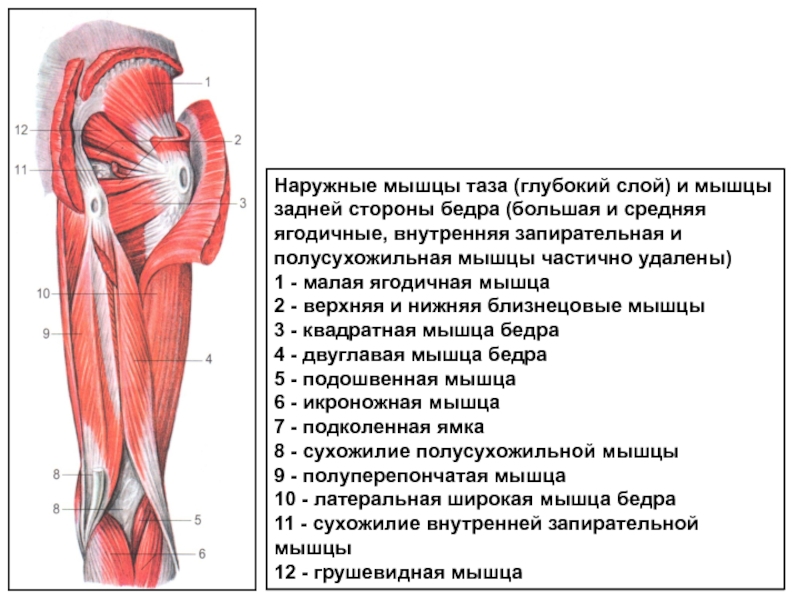 Мышцы таза схема