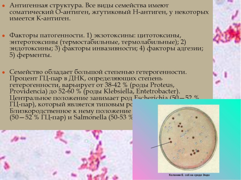 Klebsiella pneumoniae при беременности