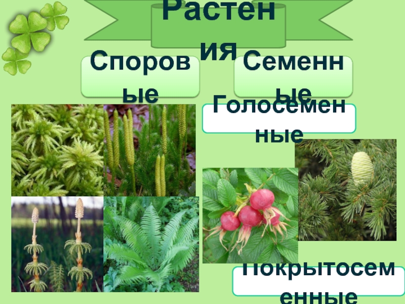 Царство растения внешнее строение растений. Споровые и семенные растения. Споровые и семенные примеры. Споровые семенные Покрытосеменные. Споровые и семенные растения фото.