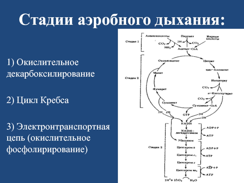 Процесс аэробного дыхания отображает схема