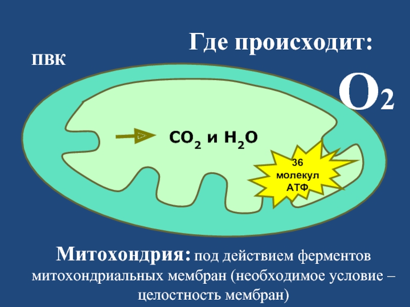 Синтез происходит в