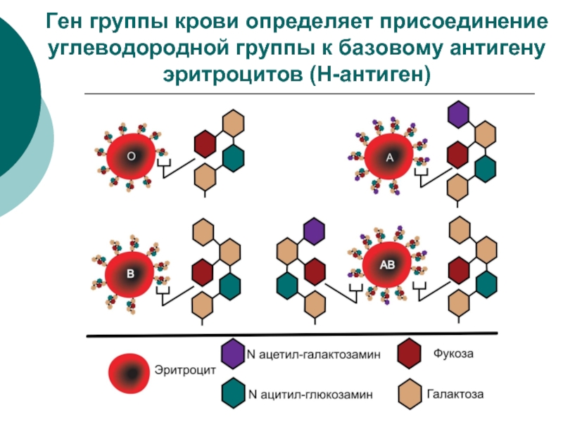 Ген кодирует молекулу. Строение эритроцитарных антигенов. Антигенная структура групп крови схема. Группы крови антигены эритроцитов. Эритроцитарные антигены строение.