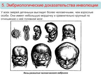 Эмбриологические доказательства инволюции