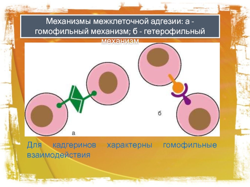 Схема межклеточной кооперации