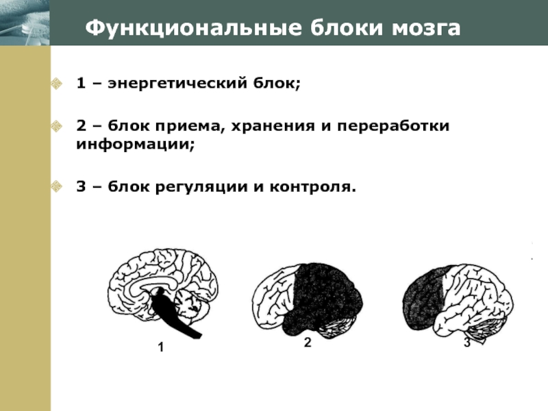 Блоки мозга по лурия с картинками