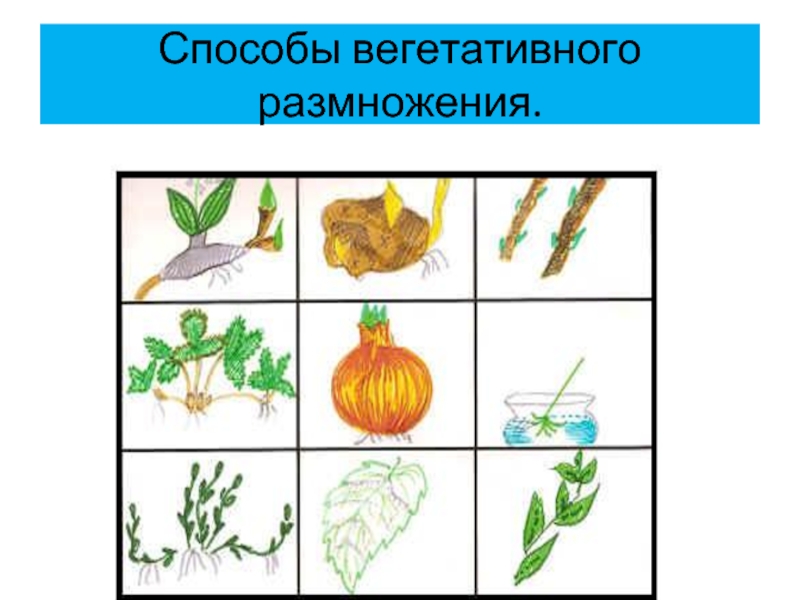 Какие способы размножения надземными побегами изображены на рисунке