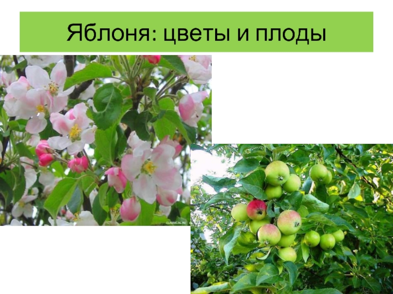 Яблоня какой класс. Цветок и плод яблони. Яблоня покрытосеменное растение. Цветущие плоды яблони. Яблони его плоды и цветки.