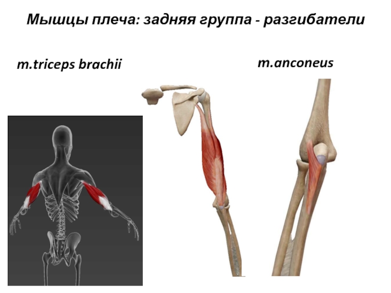 Локтевая мышца фото