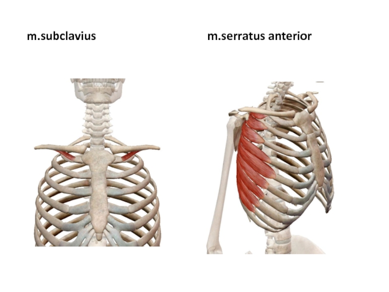 M serratus anterior