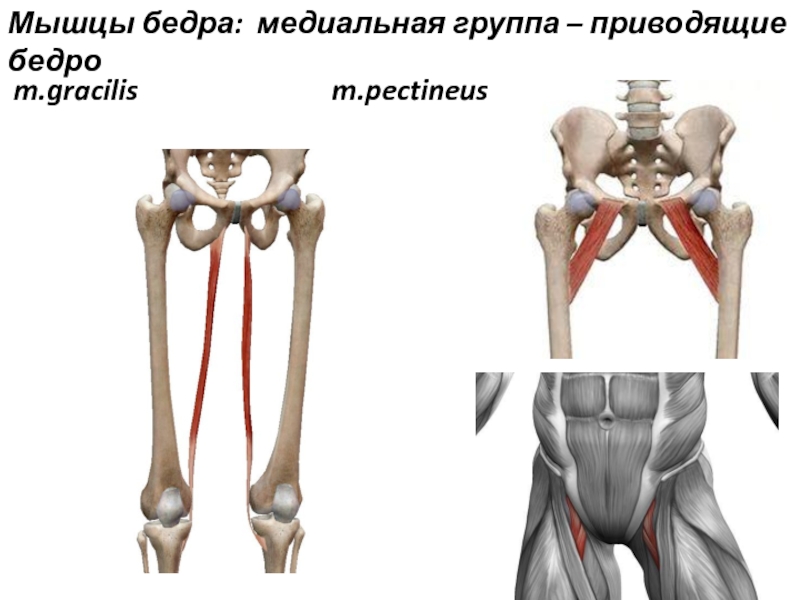 Группа бедренном. Медиальная группа мышц бедра. Медиальная группа мышц бедра (приводящие):. Тонкая мышца бедра. Тонкая приводящая мышца бедра.