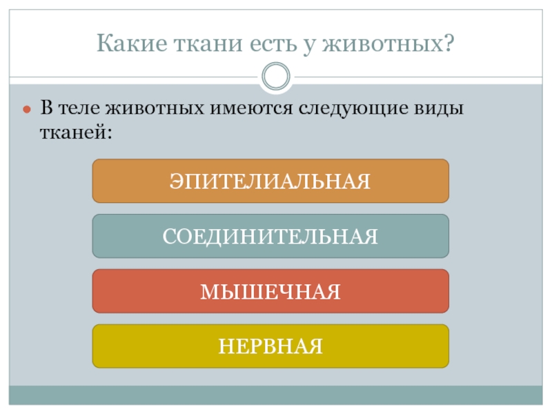 Реферат: Строение и классификация тканей