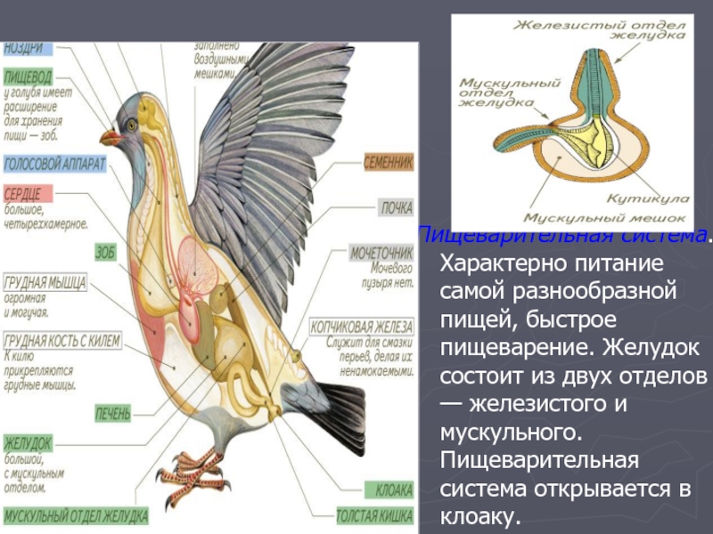 Мускульный отдел желудка образовался у птиц. Пищеварительная система птиц. Желудок состоит из двух отделов. Эволюция пищеварительной системы. Клоака у птиц строение.