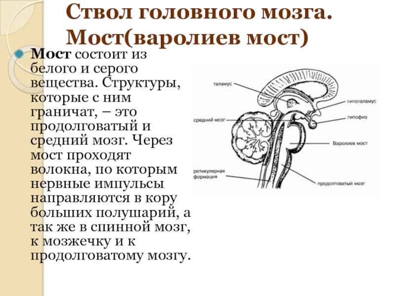 Функции ствола мозга человека
