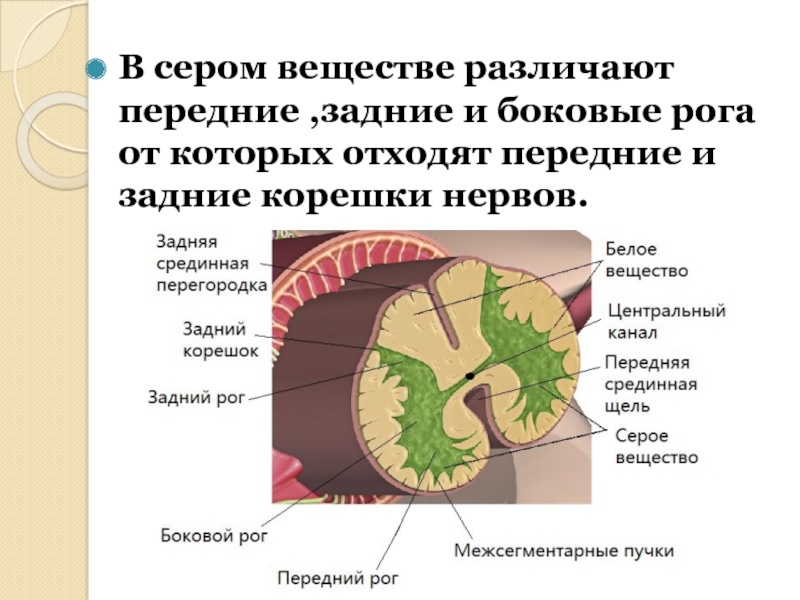 В сером веществе происходит