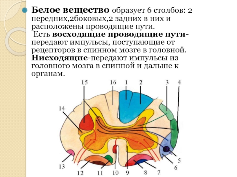 Проводящие спинного мозга. Ассоциативные пути спинного мозга. Нисходящие и восходящие тракты белого вещества спинного мозга.. Проводящие пути белого вещества спинного мозга. Белое вещество мозга проводящие пути.