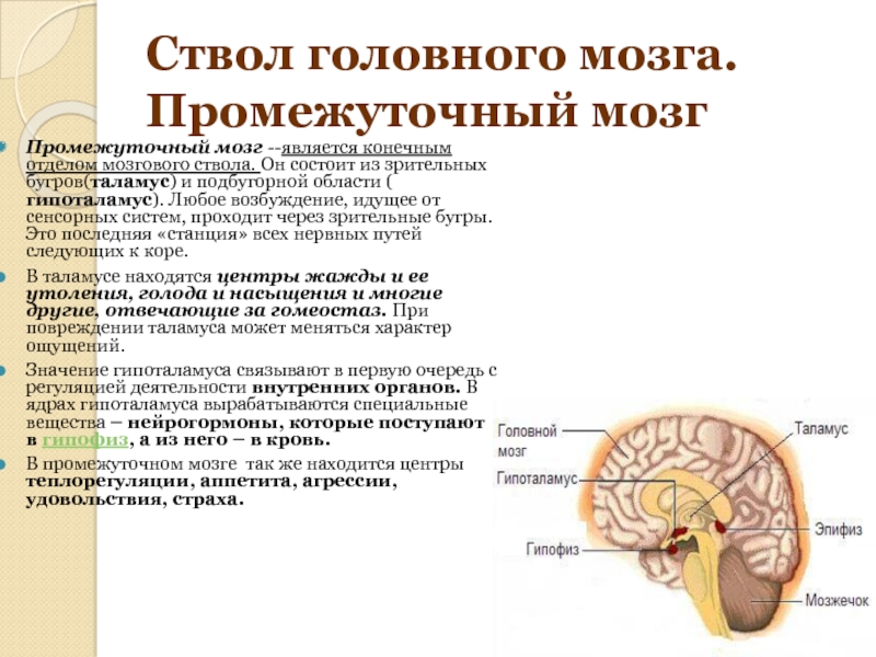 Промежуточный отдел функции. Промежуточный мозг таламус гипоталамус строение и функции. Функции гипоталамуса промежуточного мозга. Функции отдела головного мозга промежуточный мозг. Отдел головного мозга таламус функции.