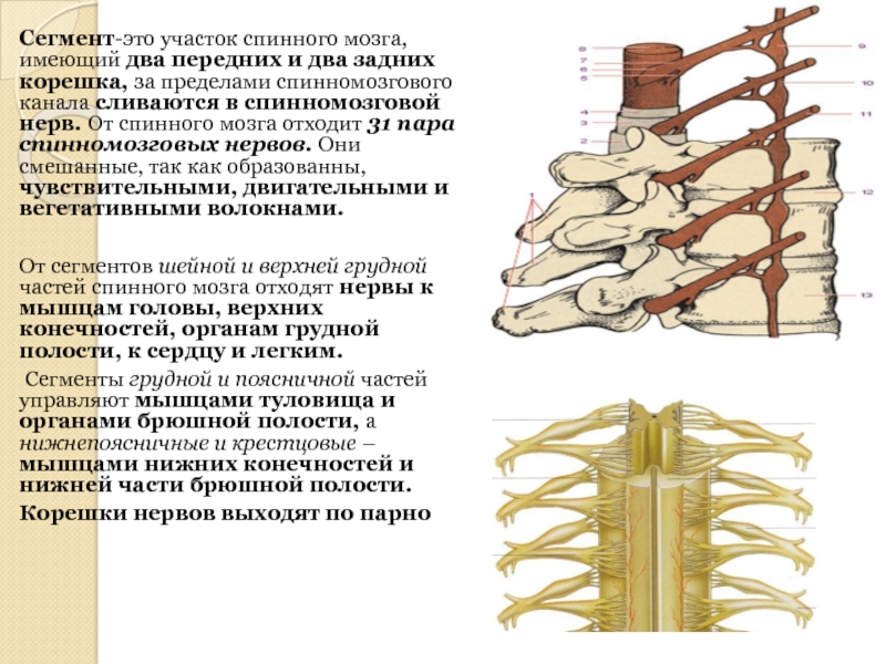 Чем различаются передние задние корешки спинномозговых нервов