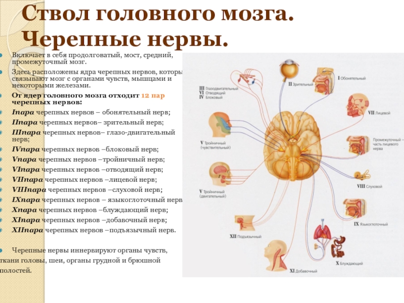 Черепные нервы являются. Головной мозг 12 пар черепно мозговых нервов. Ядра 12 пар черепно мозговых нервов. Ядра черепно мозговых нервов находится. Ядра черепно мозговых нервов промежуточного.