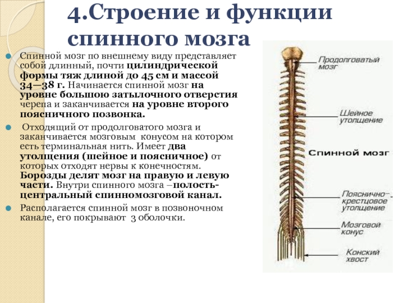 Из чего состоит спинной мозг. Строение и функции спинного мозга 8 класс. Спинной мозг вид сбоку биология 8 класс. Строение и функции спинного мозга 8 класс биология. Строение спинного мозга вид сбоку.