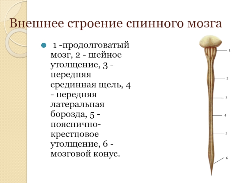 Спинной продолговатый мозг. Строение спинного мозга внешнее строение. Продолговатый мозг шейное утолщение. Спинной мозг макроскопическое строение вид спереди. Наружное строение спинного мозга анатомия.