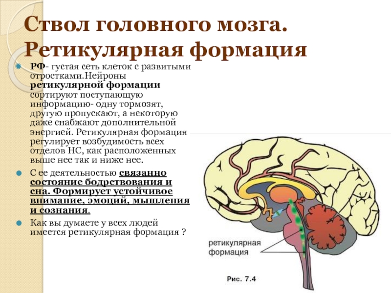 Ретикулярная формация моста