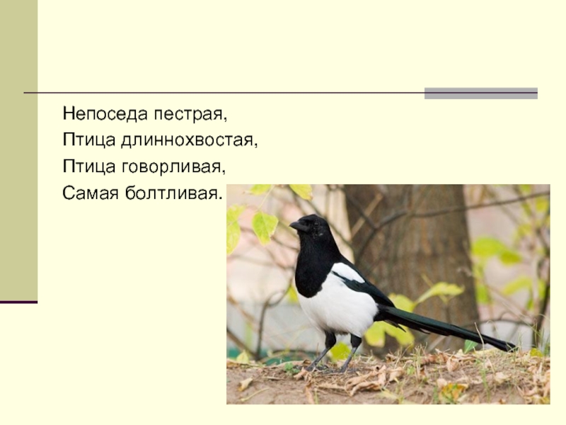 Непоседа пестрая птица длиннохвостая. Птица говорливая самая болтливая. Пестрая длиннохвостая самая болтливая. Сорока самая болтливая птица на свете.