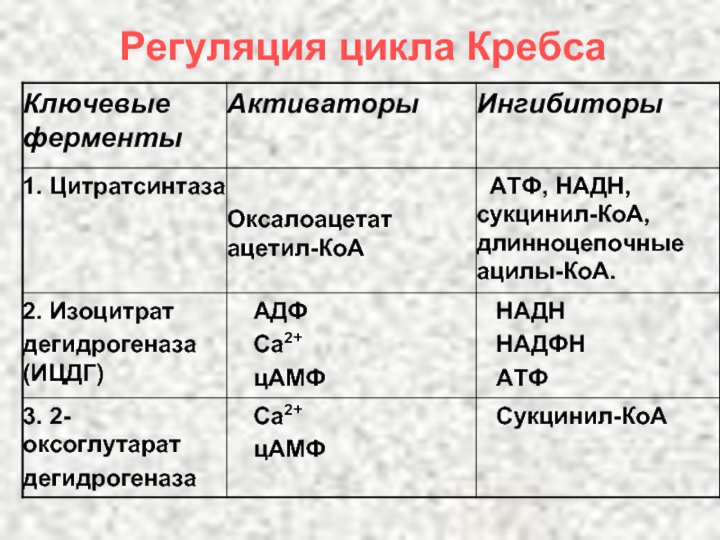 Регуляция цикла