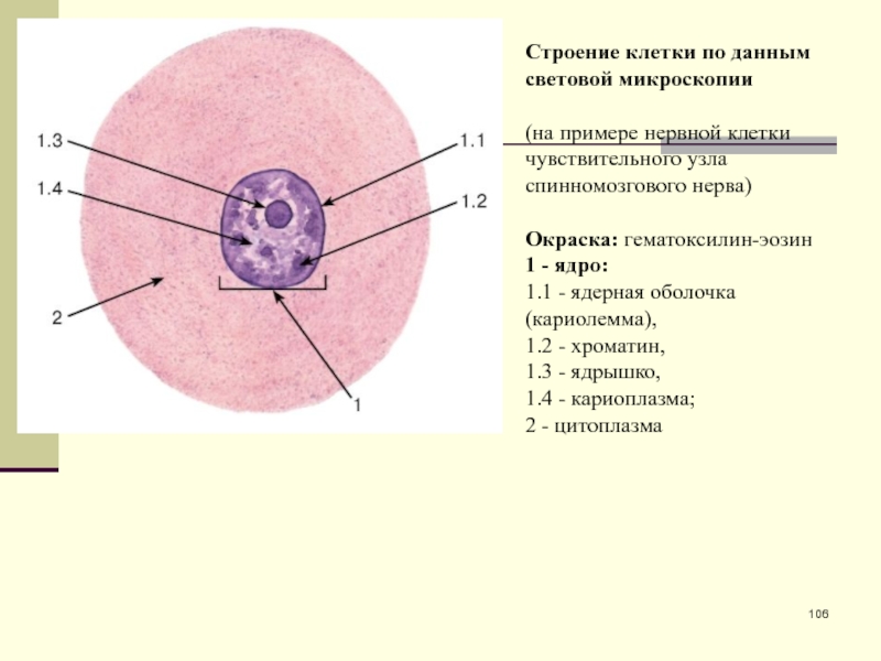 Спинномозговой узел гистология рисунок