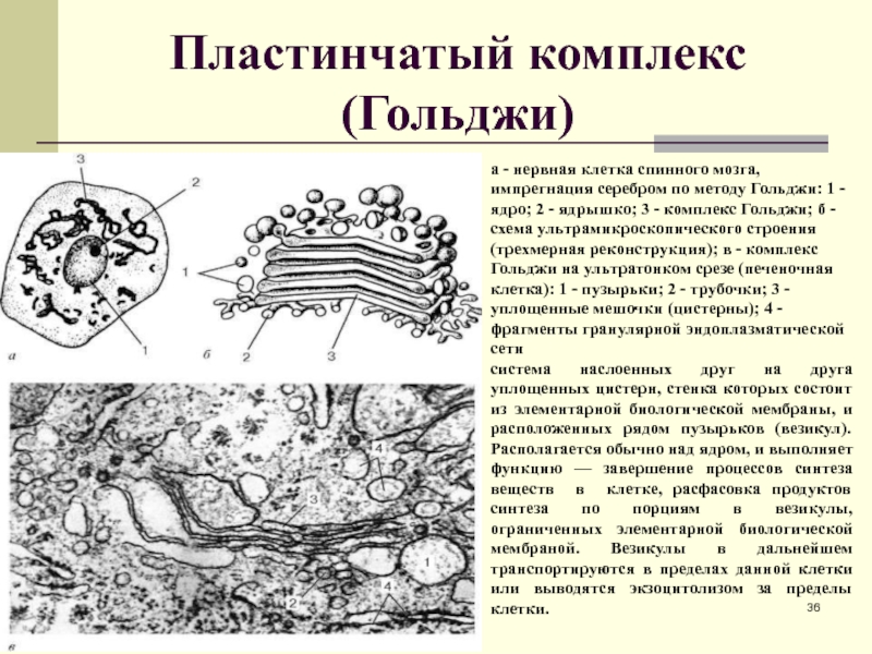 Spore фрагменты на этапе клетка