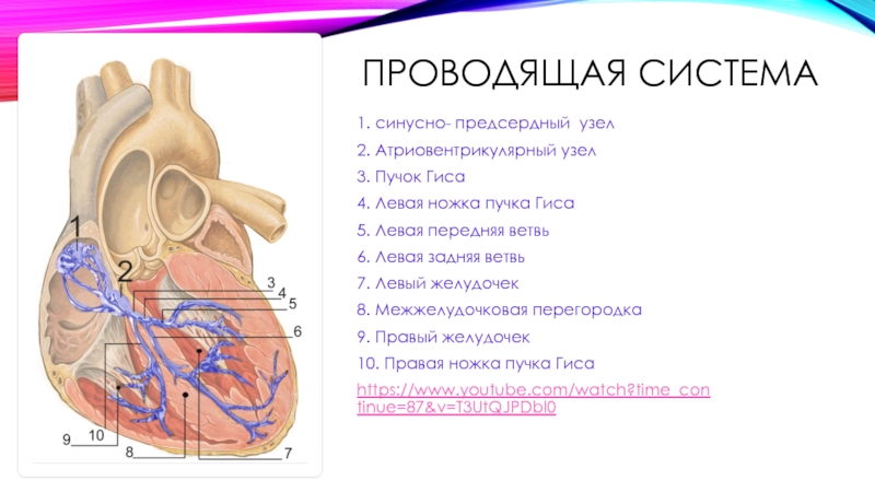 Синусно предсердный узел находится