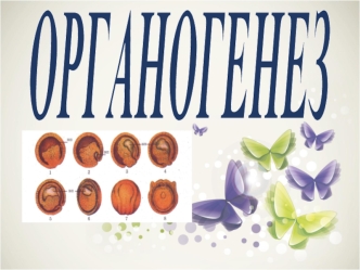 Органогенез