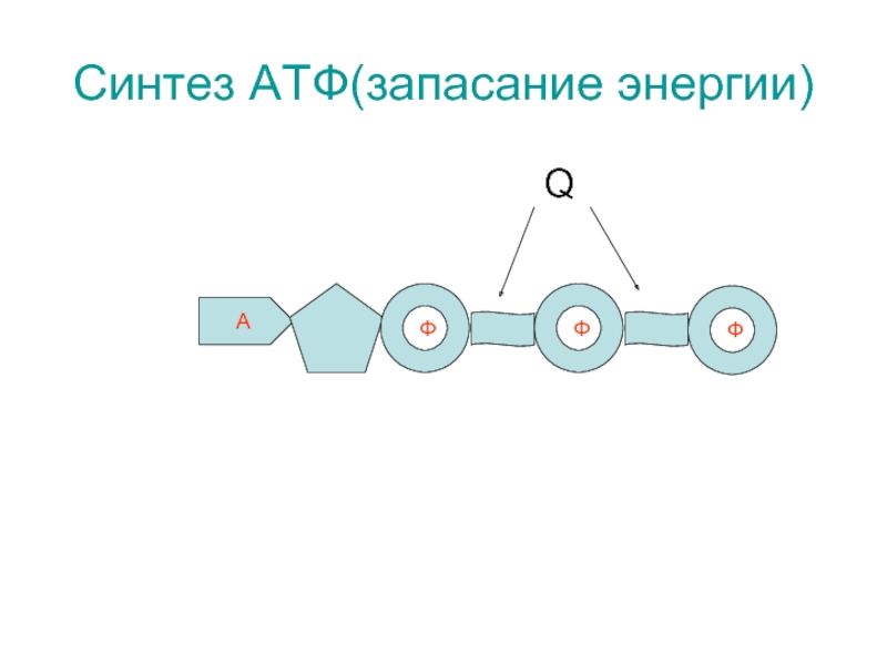 Атф канал. Схема строения АТФ. Синтез АТФ. Схема АТФ-синтетазы в виде ротора. Рисунок АТФ-синтетазы.