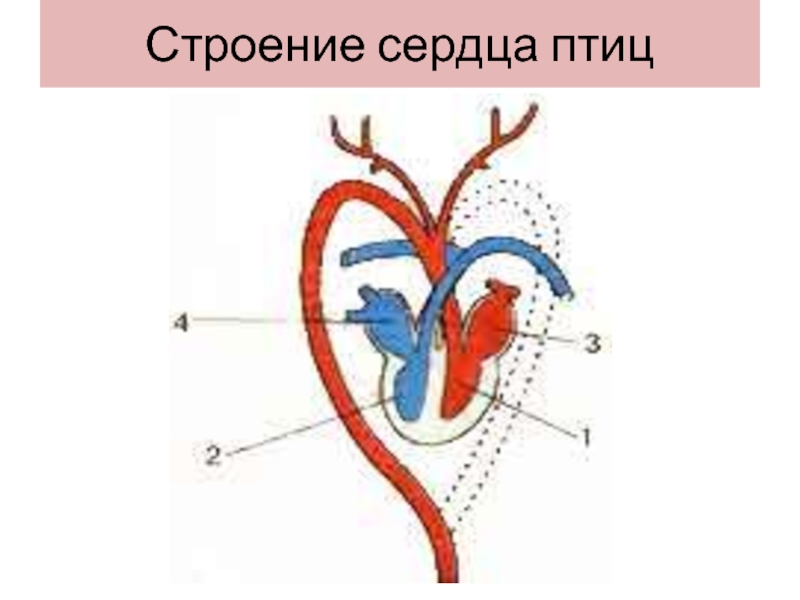 Рисунок сердца млекопитающего