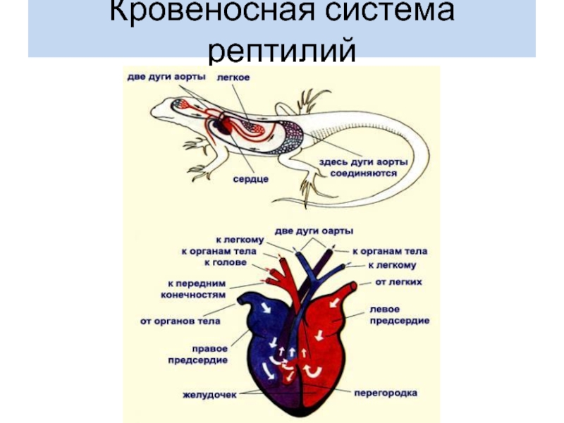 У земноводных сердце трехкамерное с неполной перегородкой