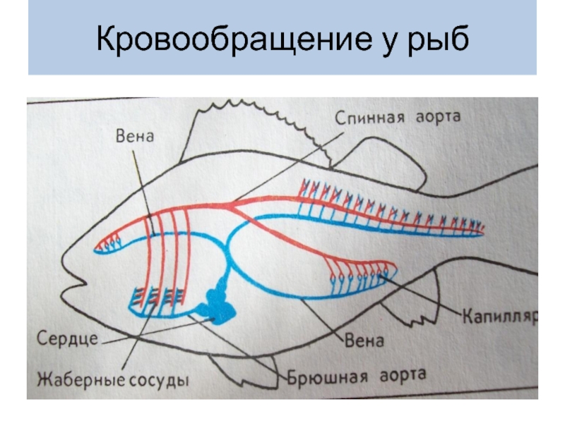 Круг кровообращения рыб схема