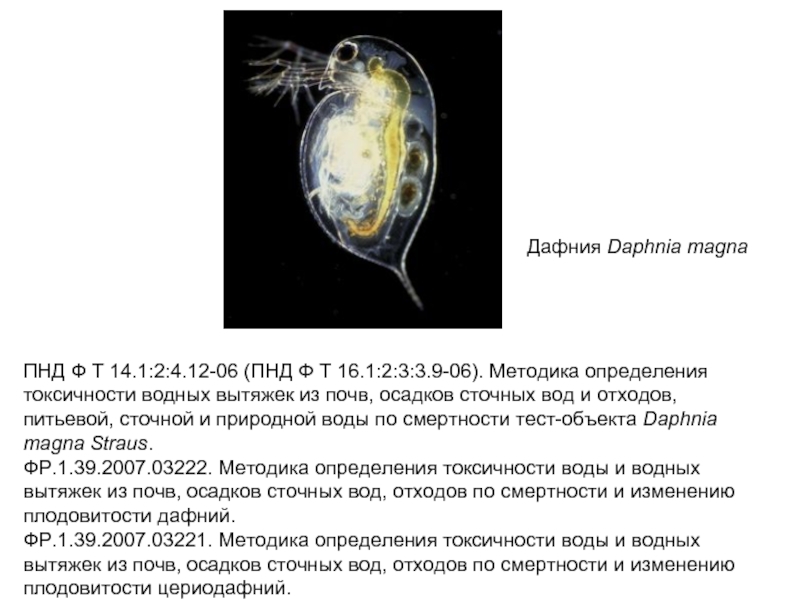 Дафнию поместили в раствор хлорида кальция