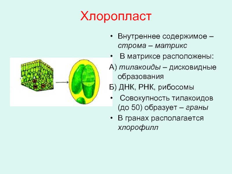 В хлоропластах находится зеленый
