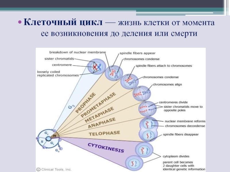 Жизненные циклы по дате рождения