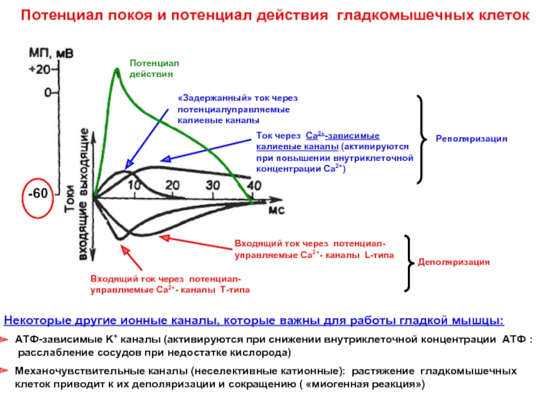 Потенциал покоя гладкомышечного волокна равен. Потенциал действия гладкой мышцы. Потенциал действия гладкомышечных клеток. Потенциал покоя гладкомышечных клеток. Потенциал действия гладких мышц.